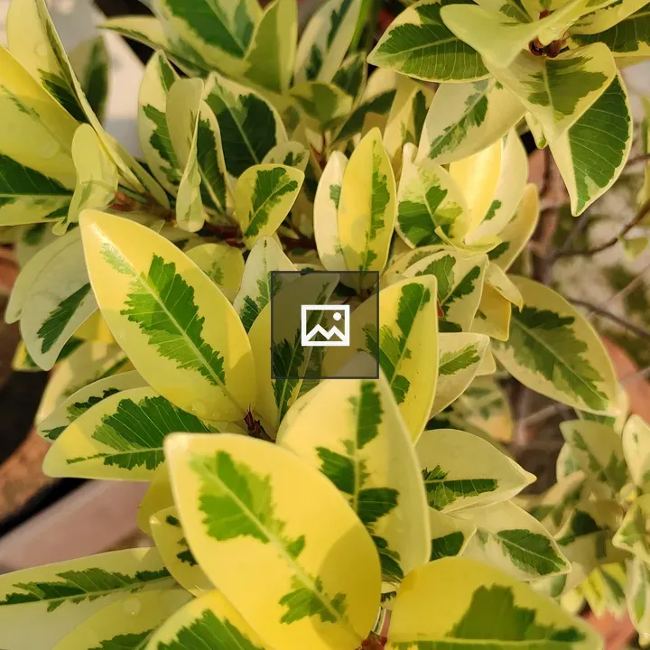 Plant Ficus radicans