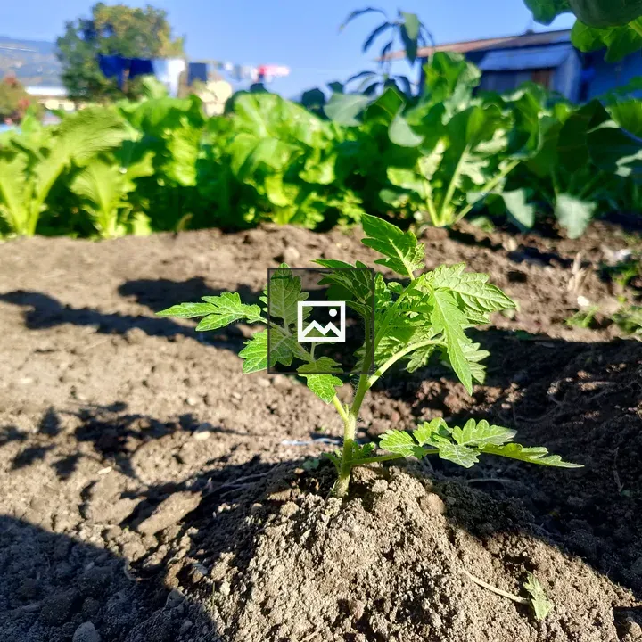 Young green plant in garden