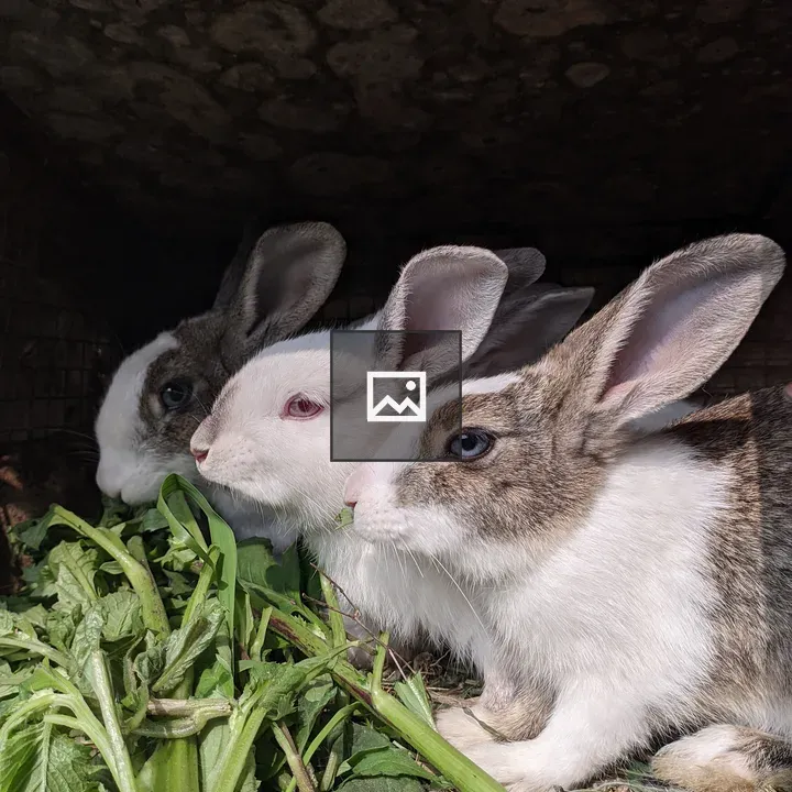 Three rabbits with large ears