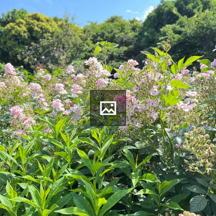 Rose Flowers Outdoors