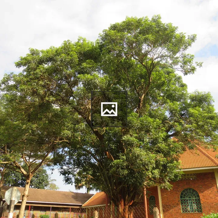 Massive tree with red brick building