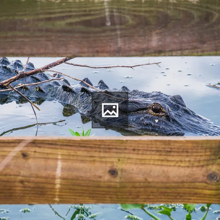 Alligator in water behind fence