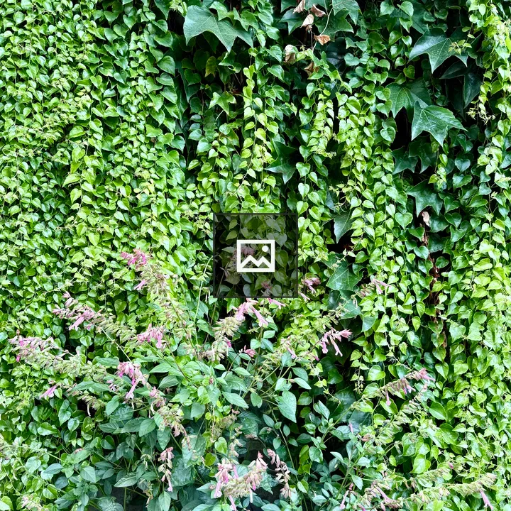 Ivy Wall with Flowering Plant