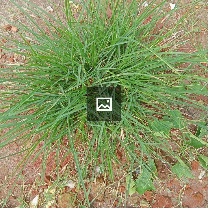 Grass and Plants on Soil Surface
