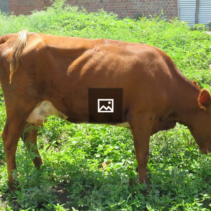 Lean brown cow grazing in field