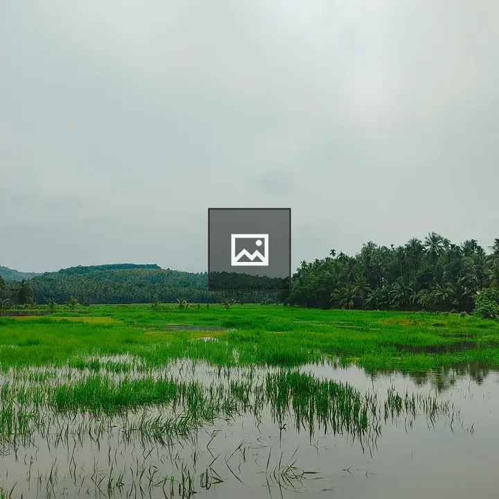 Paddy Fields with Trees and Mountains