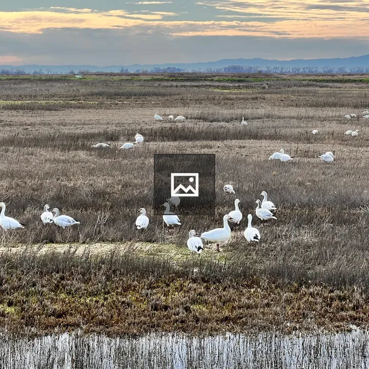 White Snow Geese In Wetlands