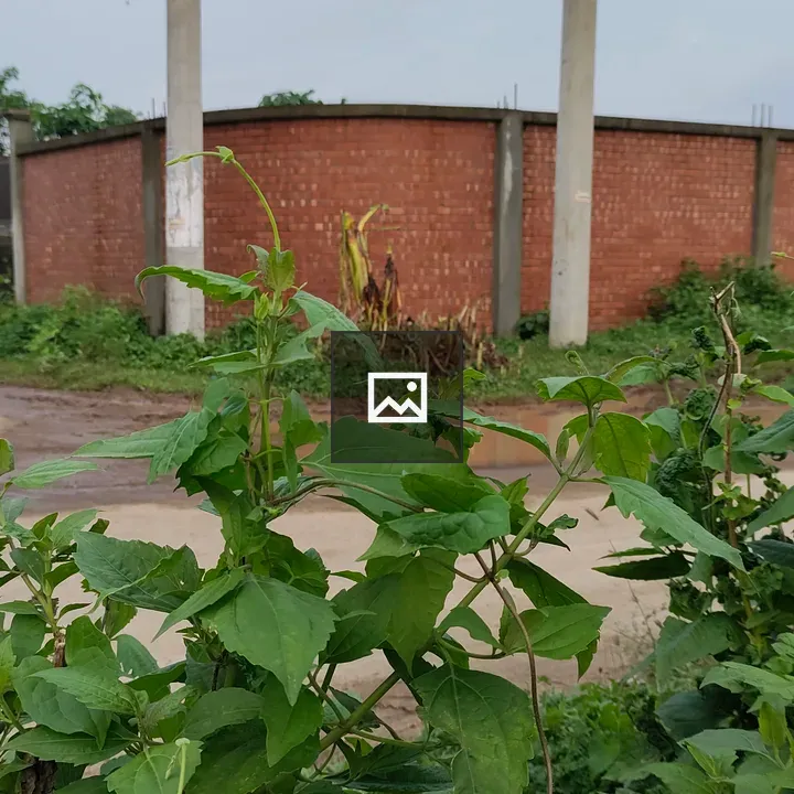 Brick wall with green plants