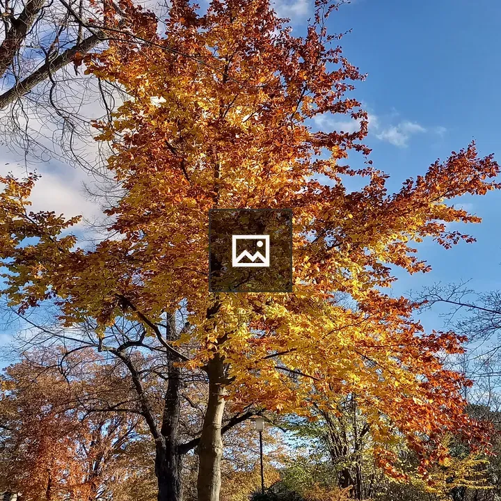Yellow autumn tree with fall leaves