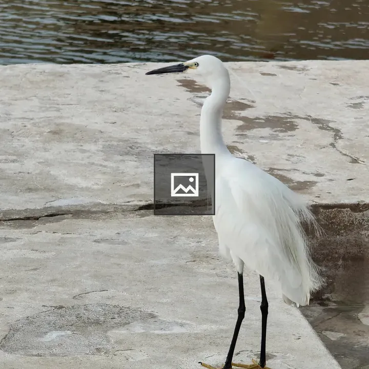 Egret perched on wall
