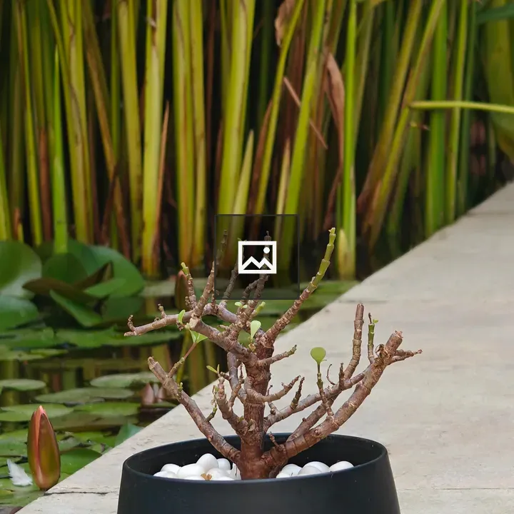 Small bare plant in pot