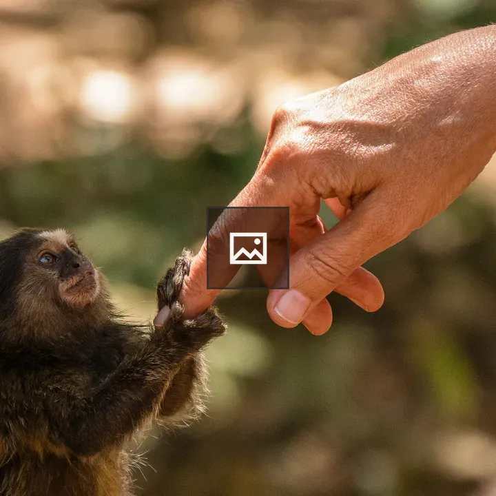 Monkey with outstretched finger