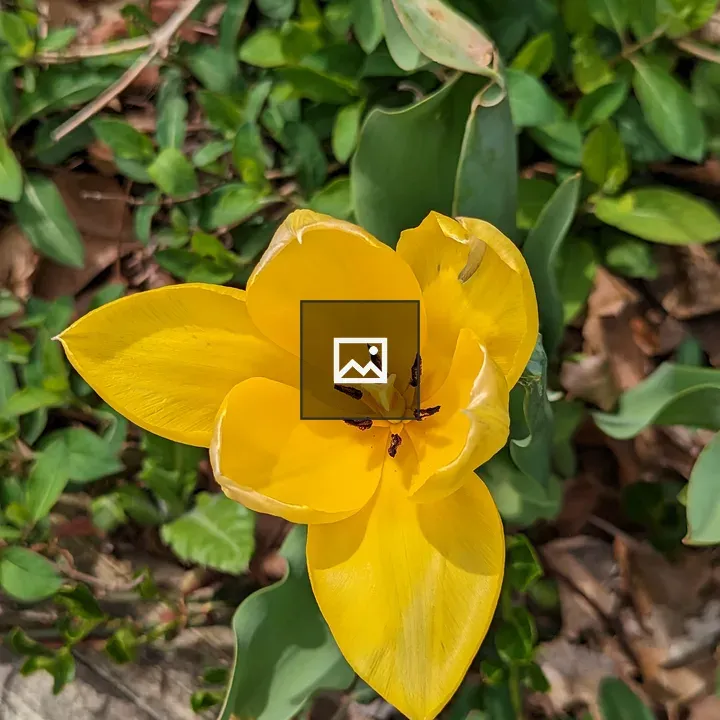 Yellow tulip in bloom