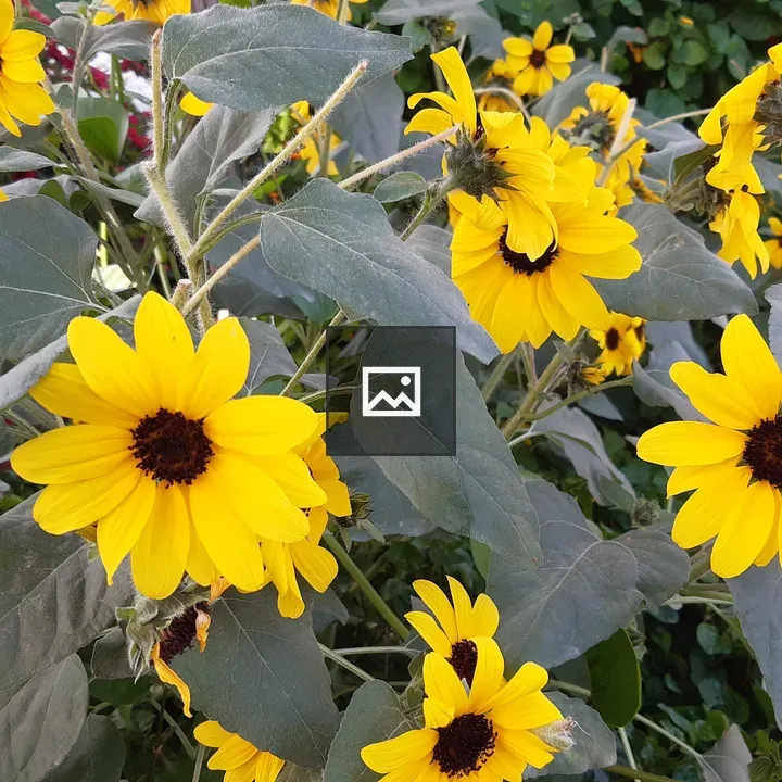 Sunflowers with Green Foliage