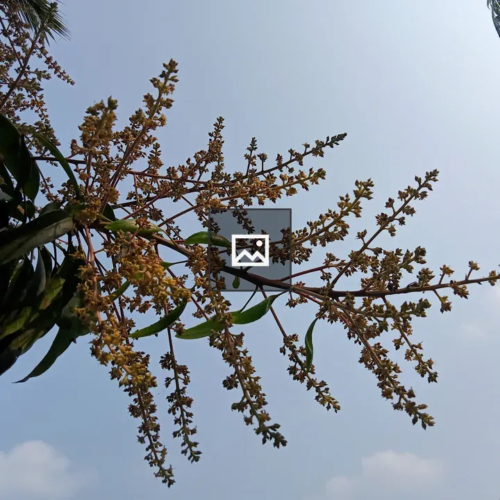Mango blossom in branch