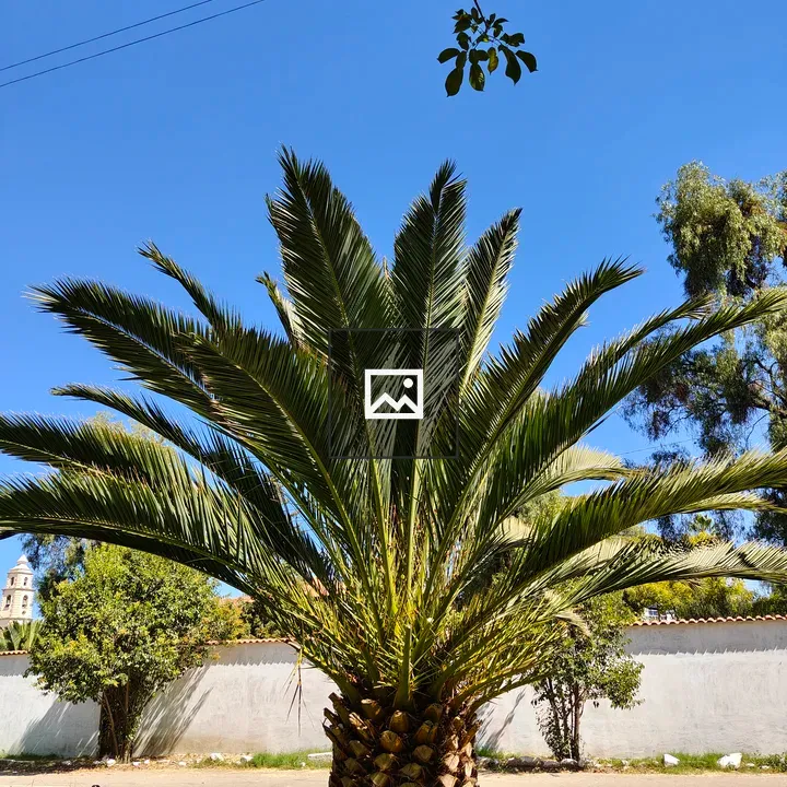 Palm Tree Under Blue Sky