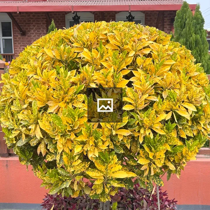 Rounded shrub with yellow-green leaves