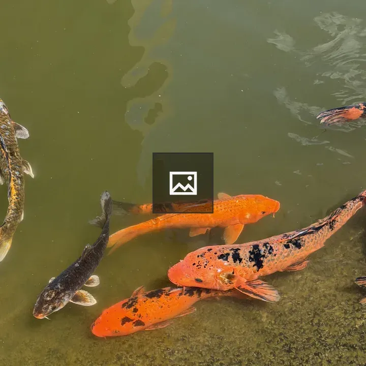 Koi Fish in Green Pond