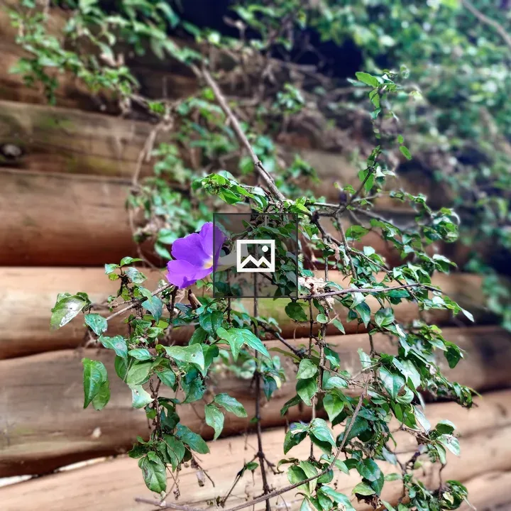 Purple Flower on Leafy Branch