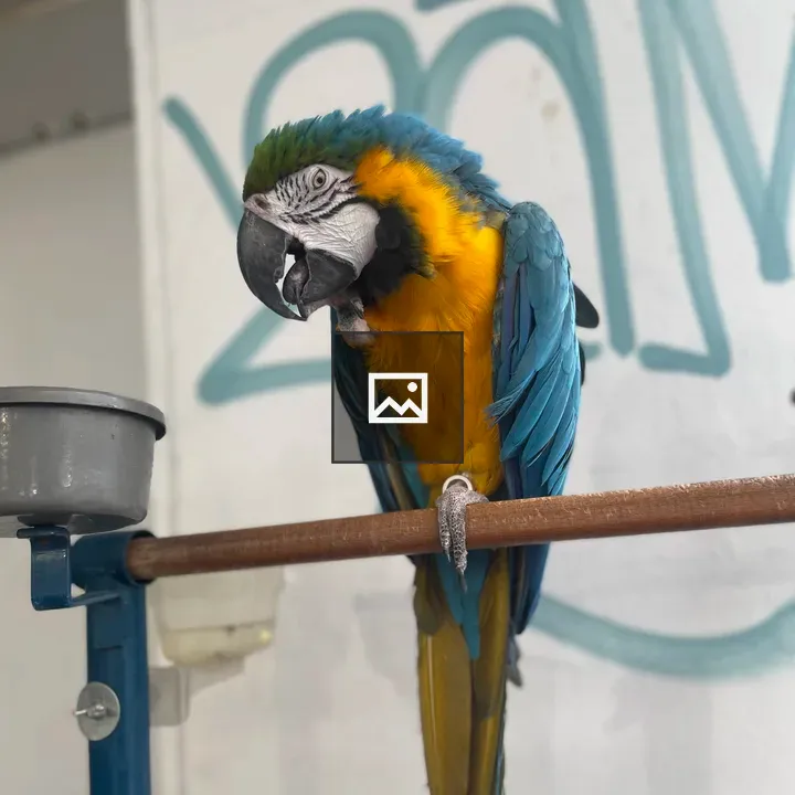 Macaw on a Brown Rod