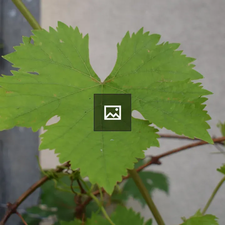 Grapevine Leaves Close-Up