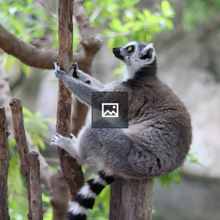 Lemur in a Branch Scene
