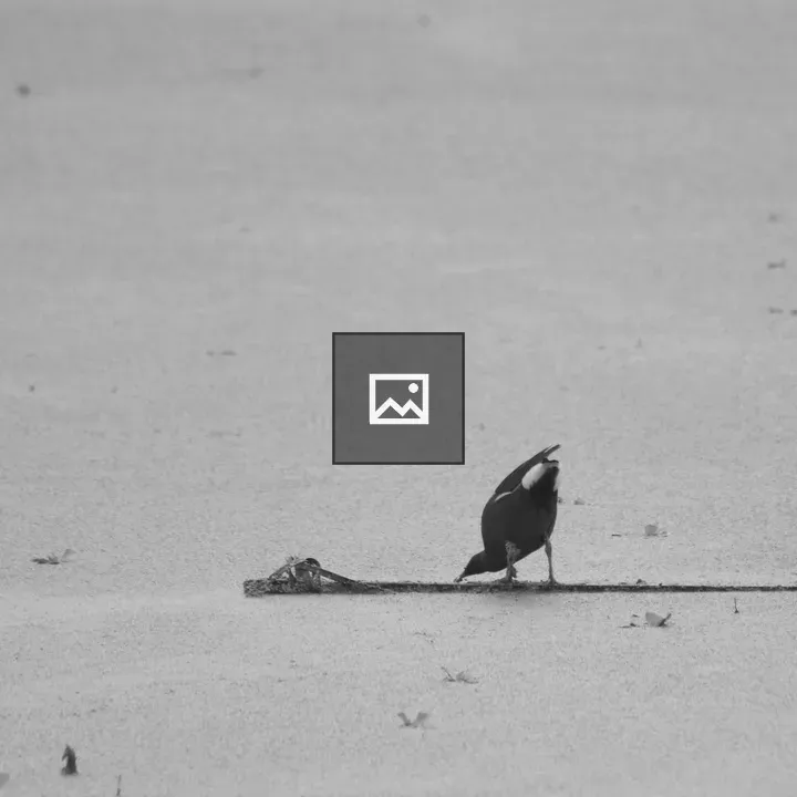 Common Moorhen on Floating Log
