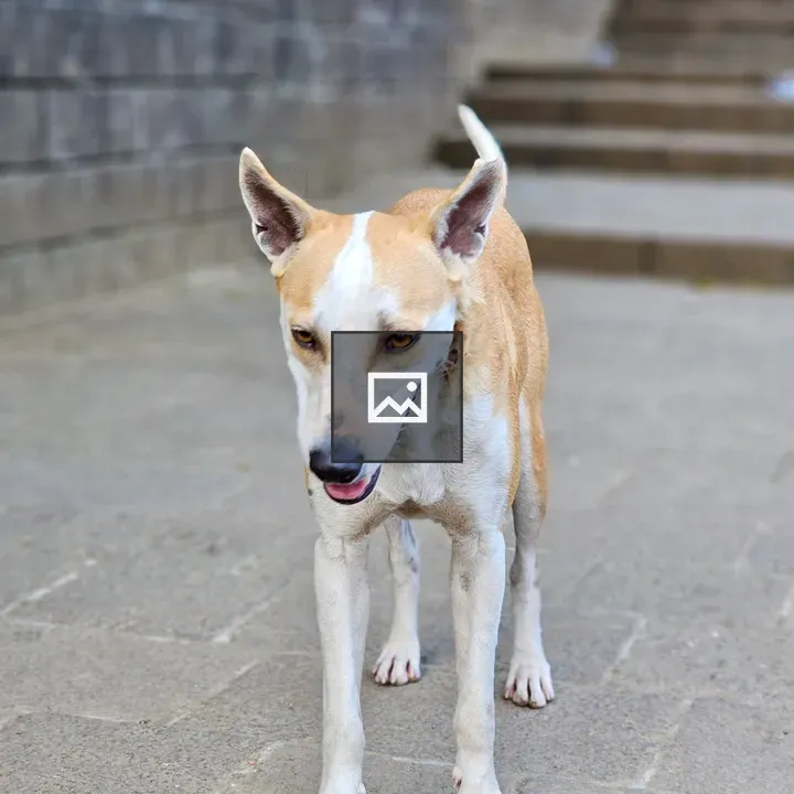 Street dog near Elephanta Caves