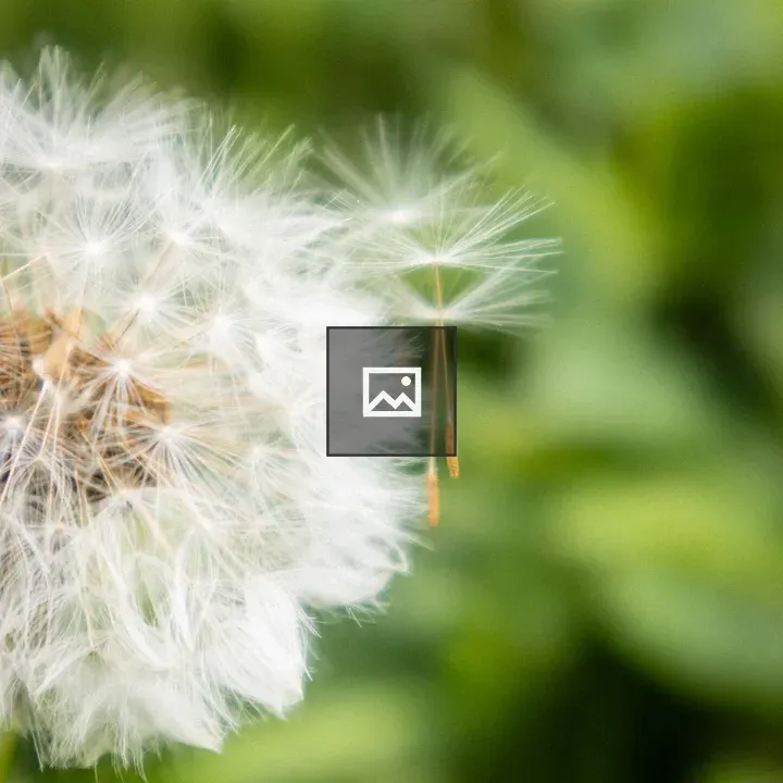 Dandelion Puff Close-Up