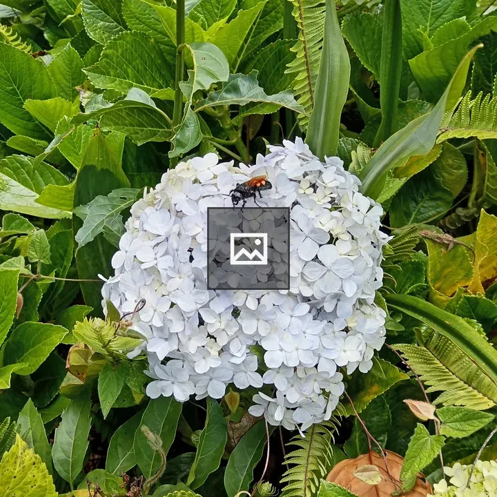 Close-up of white hydrangea cluster