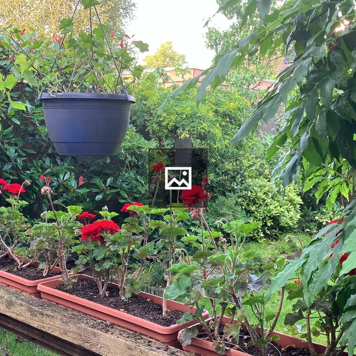 Garden with potted geraniums