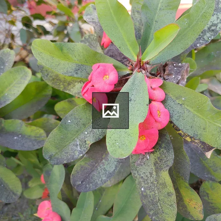 Close-up Pink Flower Plant