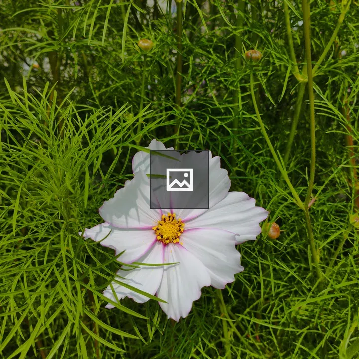 Cosmos flower on green foliage