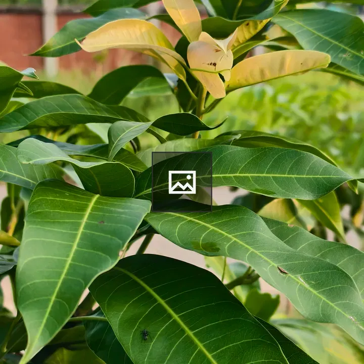 Young Mango Plant