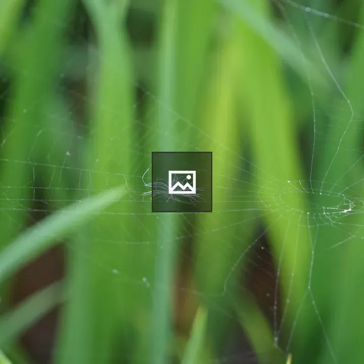 Close-up Spider Web with Feather