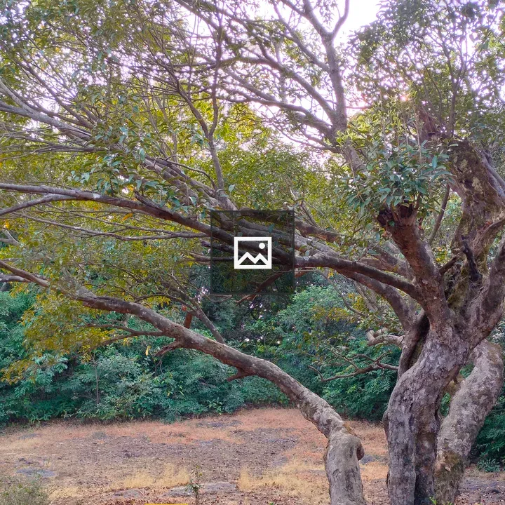 Tree with lush background