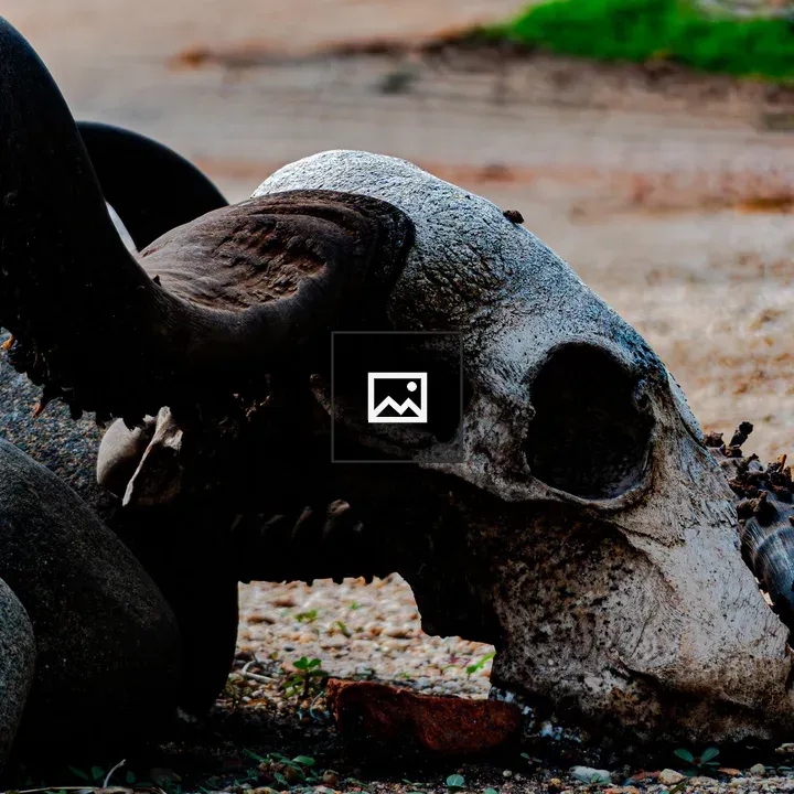 Side profile buffalo skull