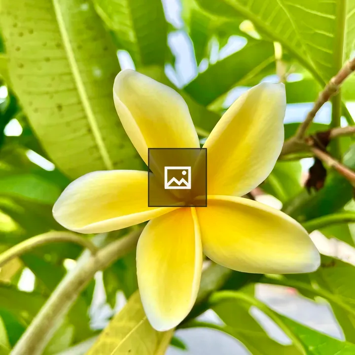 Yellow plumeria flower