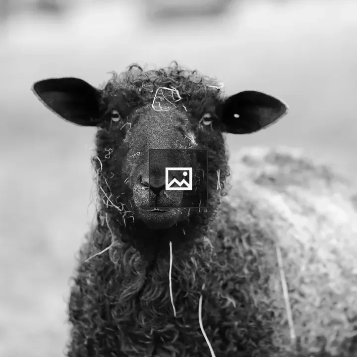 Sheep in Black and White
