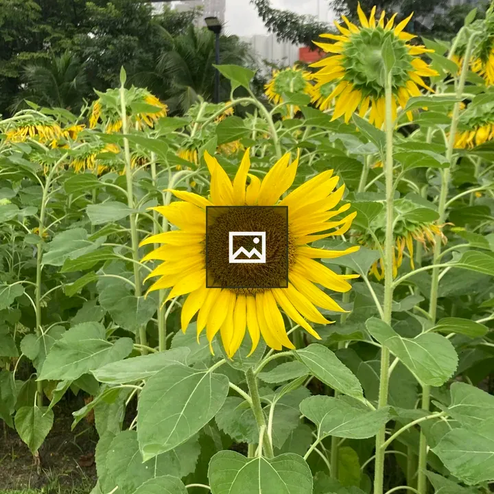 Sunflowers Facing the Sun