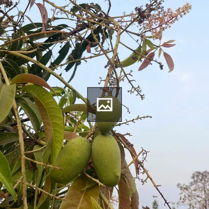 Close-up Mango Tree with Unripe Fruit