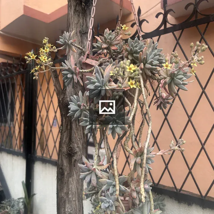 Hanging planter with cascading succulents