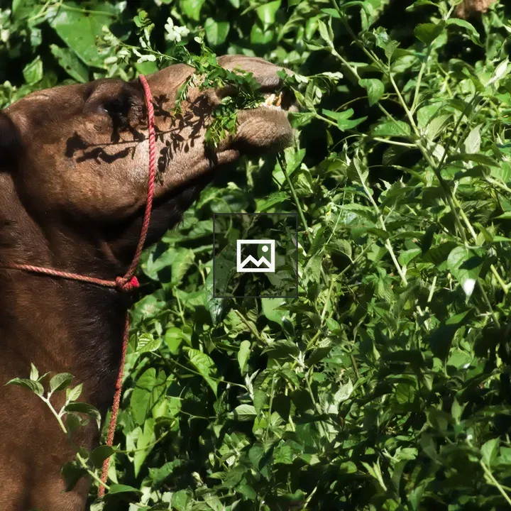 Camel in Green Landscape