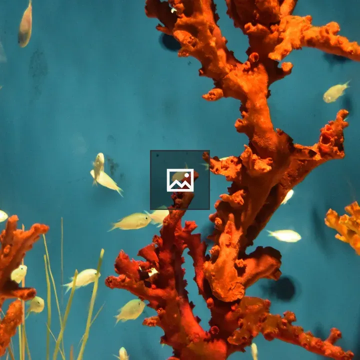 Aquarium Coral Reef with Fish