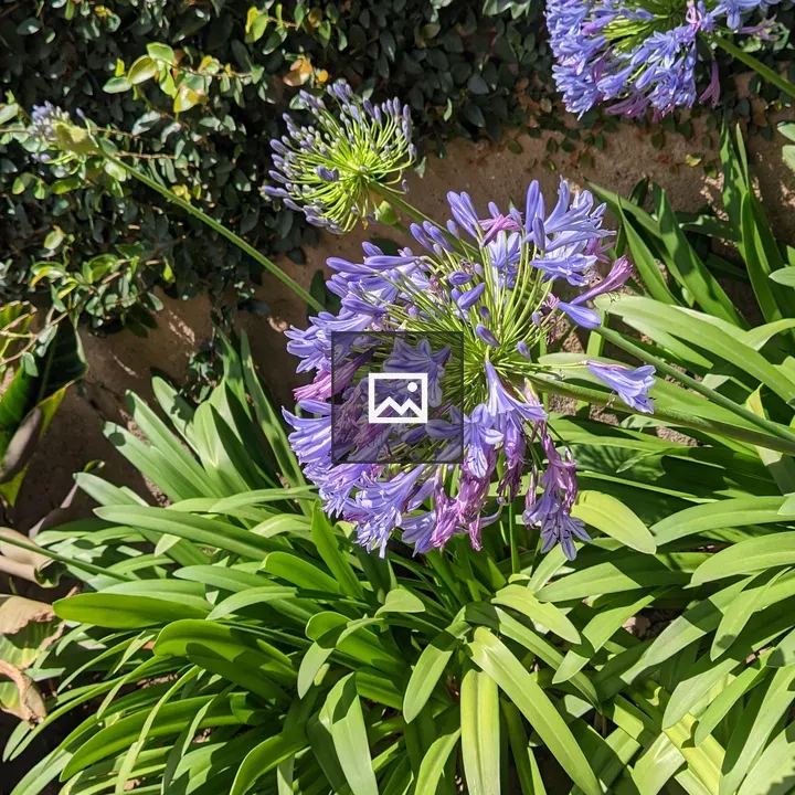 Purple Flower Cluster