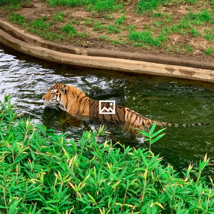 Tiger walking in water