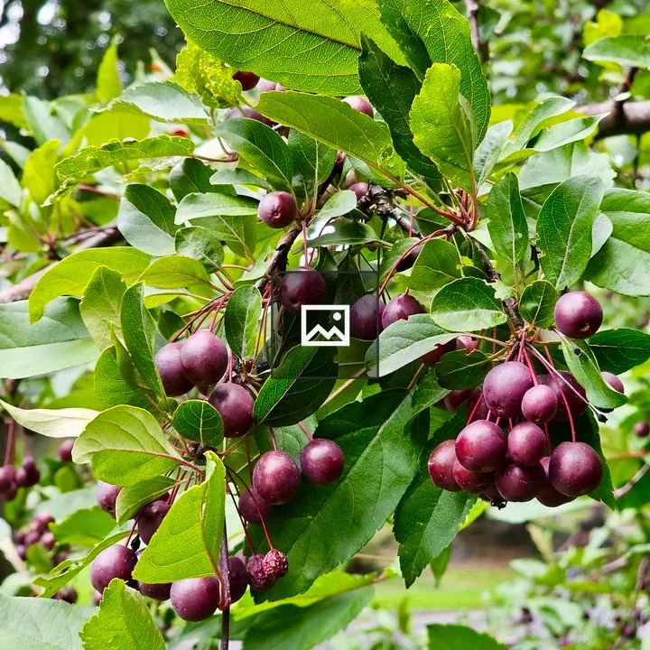Purple berries among green leaves