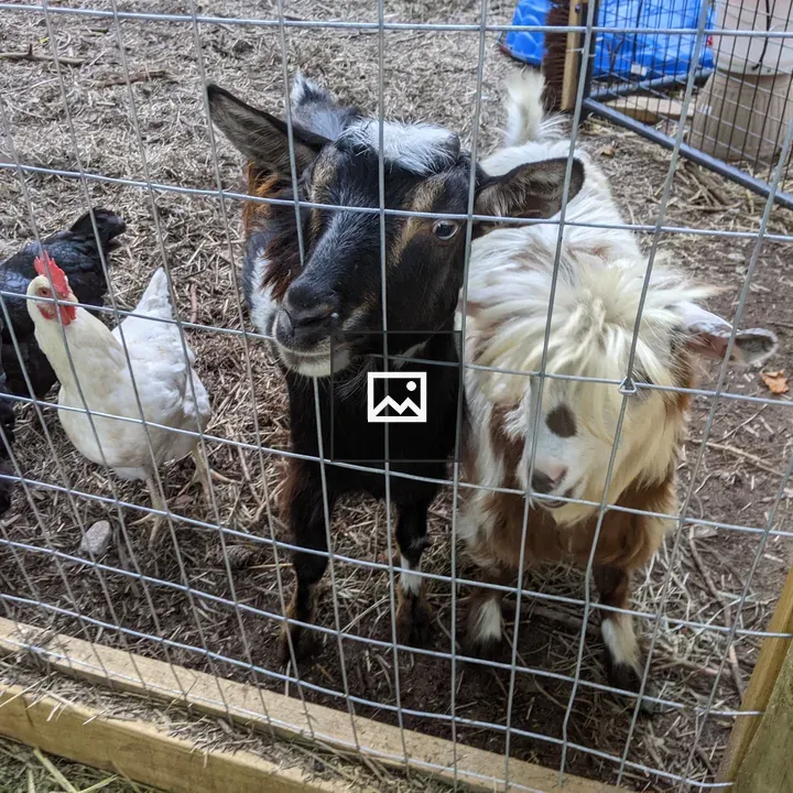 Goats and chickens
