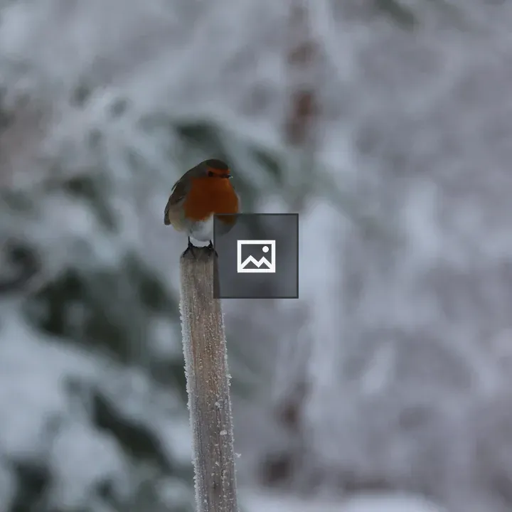 Robin on snowy post