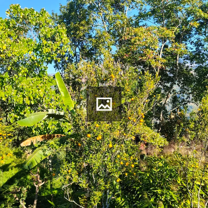 Citrus Tree in Sunlit Landscape
